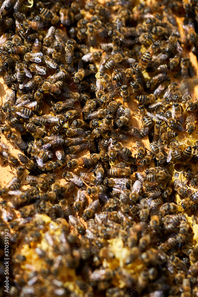 Bees inside the hive Bees inside the hive