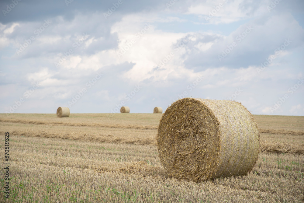 Agricultural field made of yellow straw round large bales after harvest, straw rolls, straw bales on the agricultural field. Hay collection in the summer field. Úri, Hungary - 03/07/2020