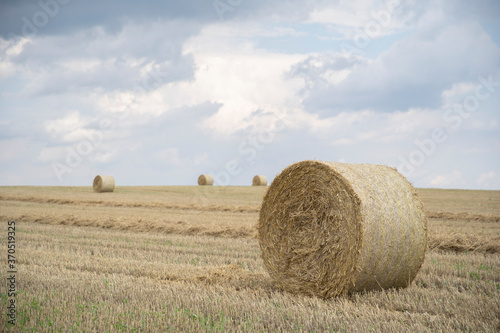 Agricultural field made of yellow straw round large bales after harvest, straw rolls, straw bales on the agricultural field. Hay collection in the summer field. Úri, Hungary - 03/07/2020