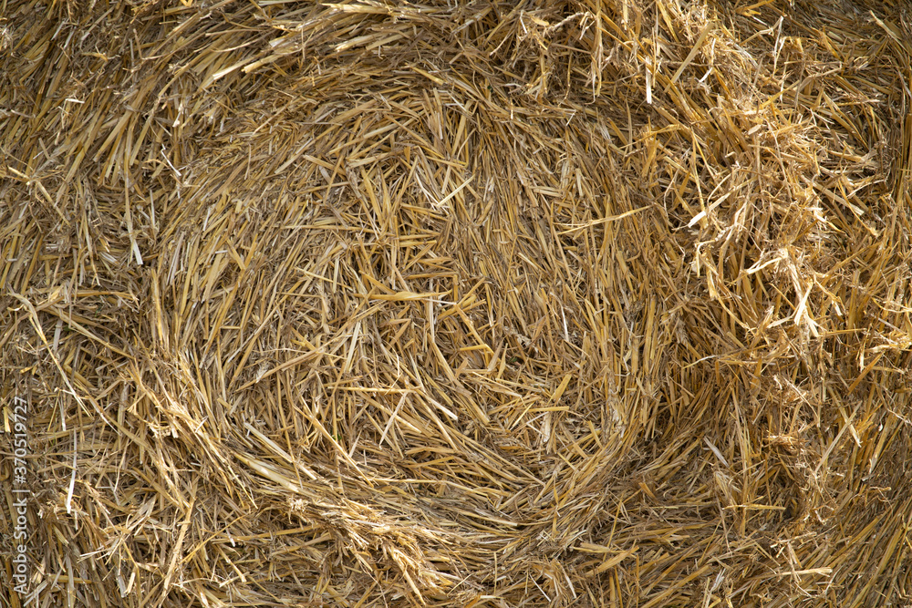 Close up image of big round yellow straw bales after harvest Straw, hay collection in the summer field. Úri, Hungary - 03/07/2020 Close up image of big round yellow straw bales after harvest Straw, hay collection in the summer field. Úri, Hungary - 03/07/2020