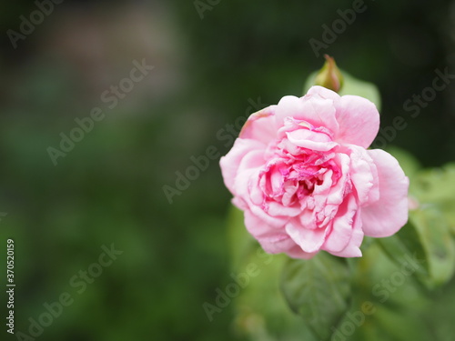 Pink rose flower blooming in garden on blurred of nature background space for write text for postcard valentine day