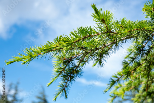 Green pine tree branches  on blue sky background