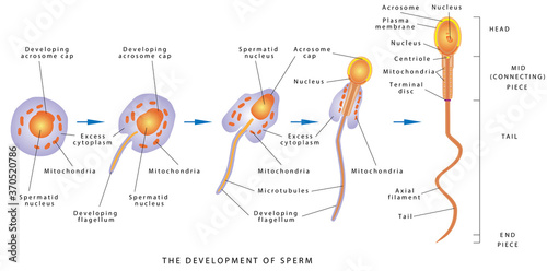 Sperm Development. Espermatozoide. Diagram of a human sperm cell. The development of sperm, Human Sperm cell Anatomy structure of spermatozoon.