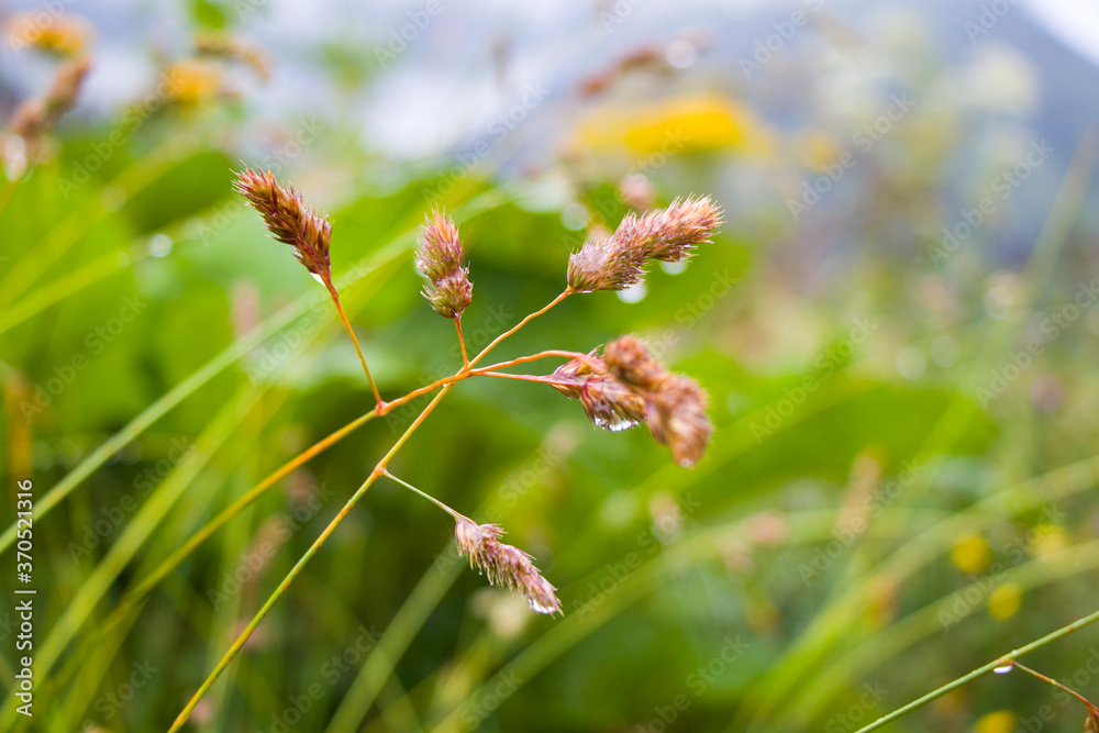 Dew drops on the plants and flower in the field, morning dew and rainy drops macro