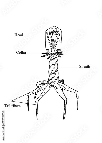 Vector illustration of a bacteriophage with the designation of parts of the microorganism.Black and white traditional illustration for biology book, Illustration for medical books, booklets, brochures