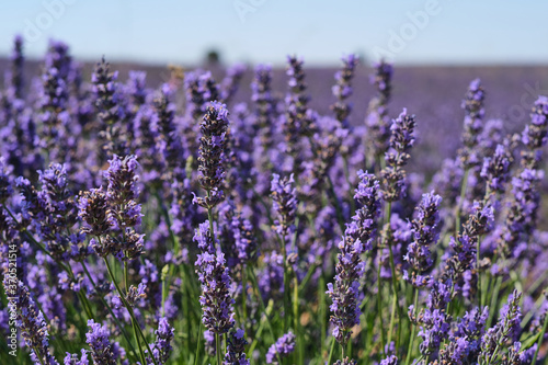 purple lavender fields