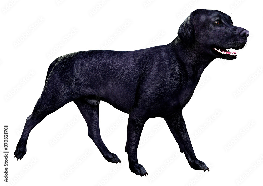 Naklejka premium 3D Rendering Labrador Dog on White