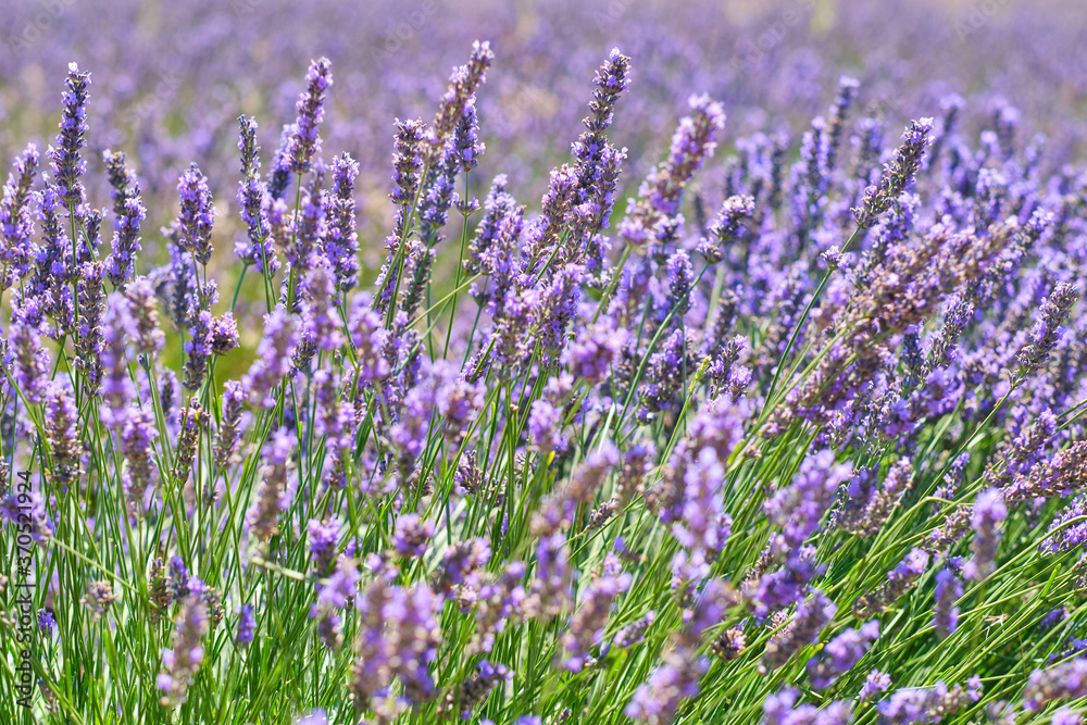 lavender close up