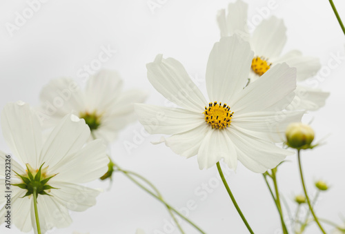 Fototapeta Naklejka Na Ścianę i Meble -  White cosmos flowers in the garden