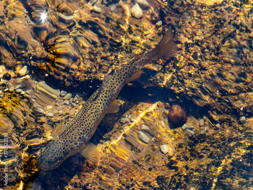 brown trout