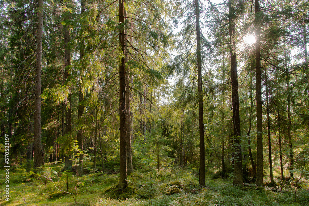 Spruce forest bathed in the rays of the setting summer sun Spruce forest bathed in the rays of the setting summer sun