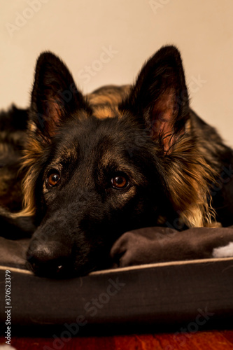 german shepherd dog
