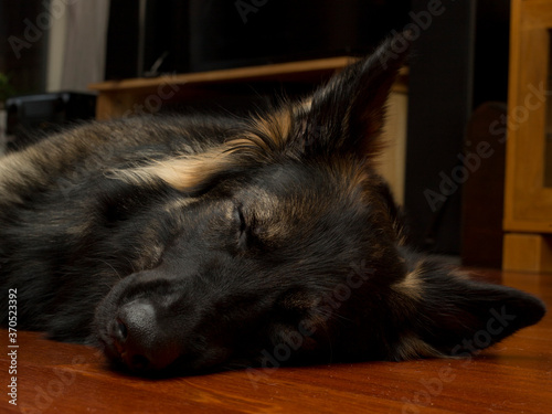 portrait of a dog