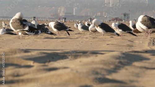 Sea gulls on sunny sandy california beach, classic ferris wheel in amusement park on pier in Santa Monica pacific ocean resort. Summertime iconic view, symbol of Los Angeles, CA USA. Travel concept
