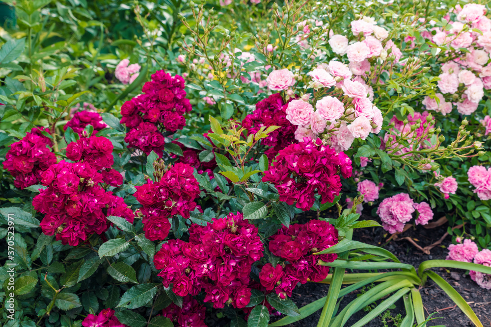 Beautiful red and pink bush roses in a summer garden.