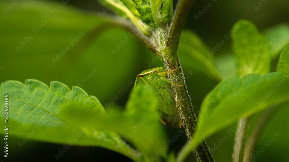 unique grasshopper among lush mint, summer day unique grasshopper among lush mint, summer day