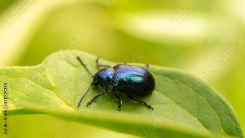 unique incredibly beautiful blue beetle, summer day