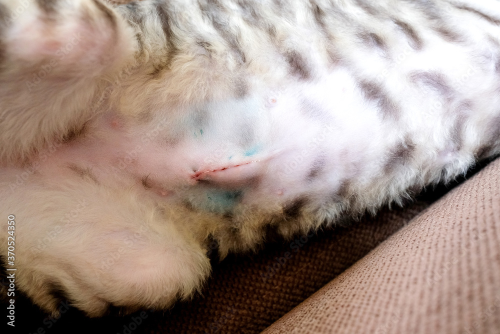 The cat is lying on its side, the suture on the abdomen from the operation is visible. Sterilization trace. Close. Cornish Rex kitten, tabby The cat is lying on its side, the suture on the abdomen from the operation is visible. Sterilization trace. Close. Cornish Rex kitten, tabby