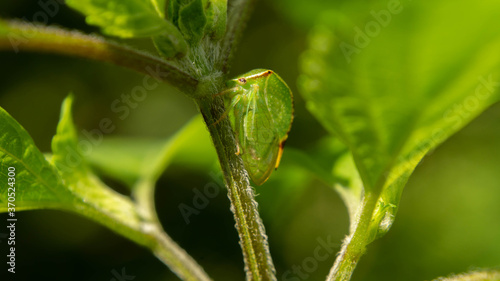 unique grasshopper among lush mint, summer day © Olexandr