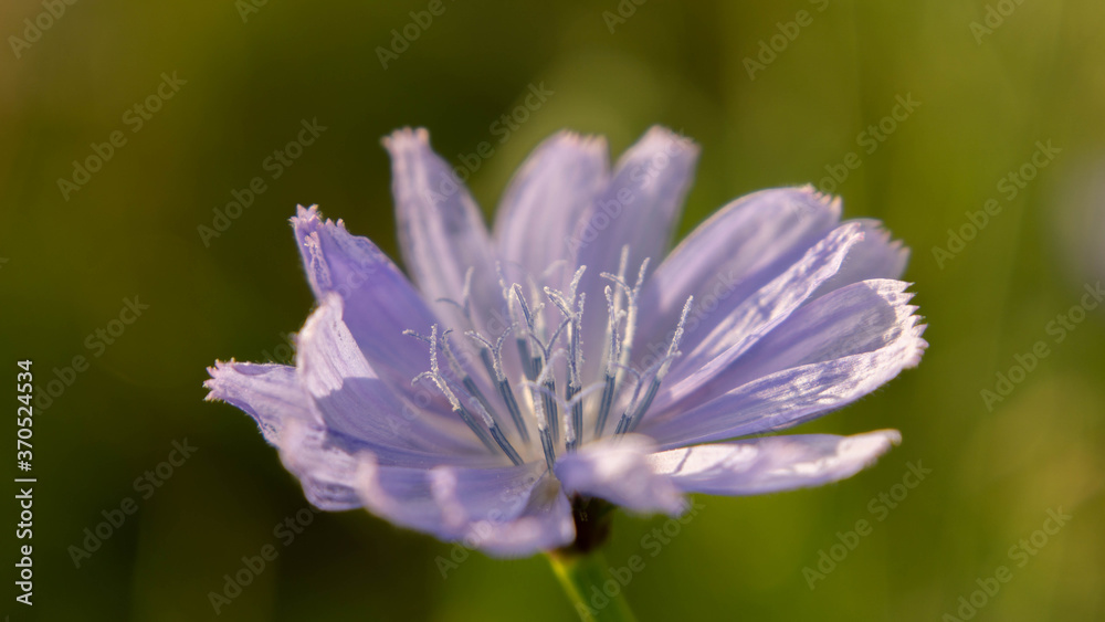 bright and at the same time delicate chicory flower, summer