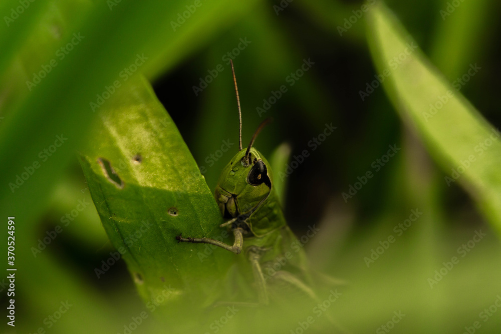 grasshopper among lush grass in the meadow grasshopper among lush grass in the meadow