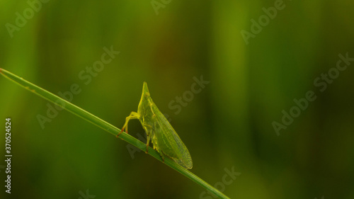 unique grasshopper among lush grass in the meadow