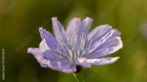 bright and at the same time delicate chicory flower  summer