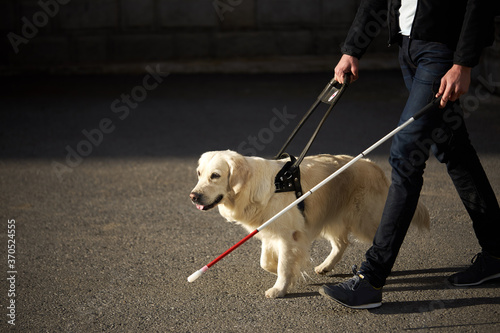 young blind man with stick and guide dog walking, golden retriever help owner to cross streets