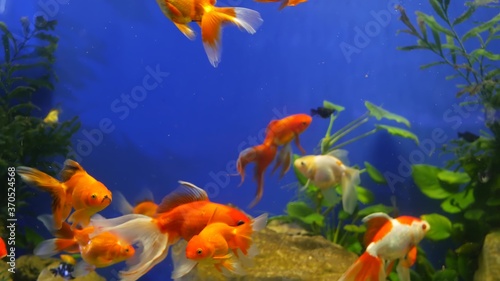 Diversity of tropical fishes in exotic decorative aquarium. Assortment in chatuchak fish market pet shops. Close up of colorful pets displayed on stalls. Variety for sale on counter, trading on bazaar © Dogora Sun