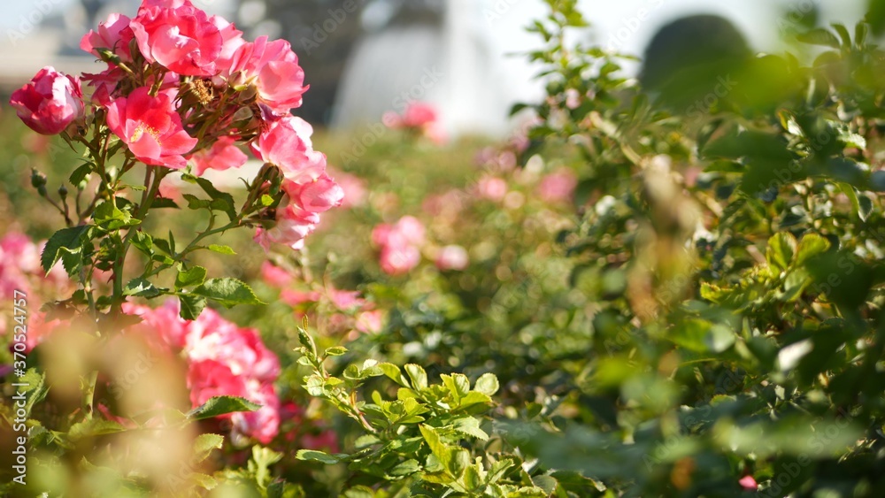 English roses garden. Rosarium Floral background. Tender flowers Blooming, honey bee collects pollen. Close-up of rosary flower bed. Flowering bush, selective focus with insects and delicate petals. English roses garden. Rosarium Floral background. Tender flowers Blooming, honey bee collects pollen. Close-up of rosary flower bed. Flowering bush, selective focus with insects and delicate petals.