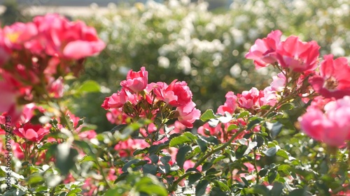 English roses garden. Rosarium Floral background. Tender flowers Blooming, honey bee collects pollen. Close-up of rosary flower bed. Flowering bush, selective focus with insects and delicate petals.