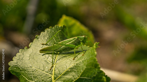 large locust sitting on a green horseradish leaf © Olexandr