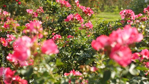 Fototapeta Naklejka Na Ścianę i Meble -  English roses garden. Rosarium Floral background. Tender flowers Blooming, honey bee collects pollen. Close-up of rosary flower bed. Flowering bush, selective focus with insects and delicate petals.