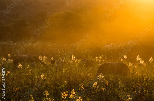 Photography Elephants feeding in the tall reeds during sunset