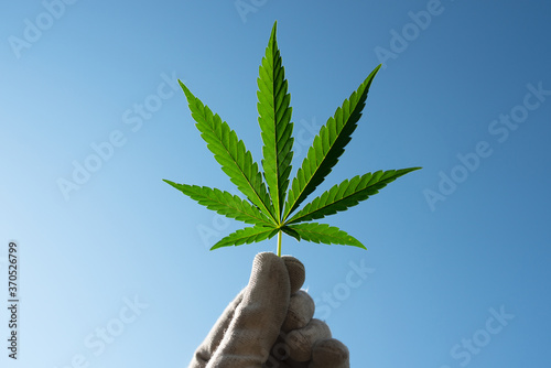 marijuana leaf in hand photo