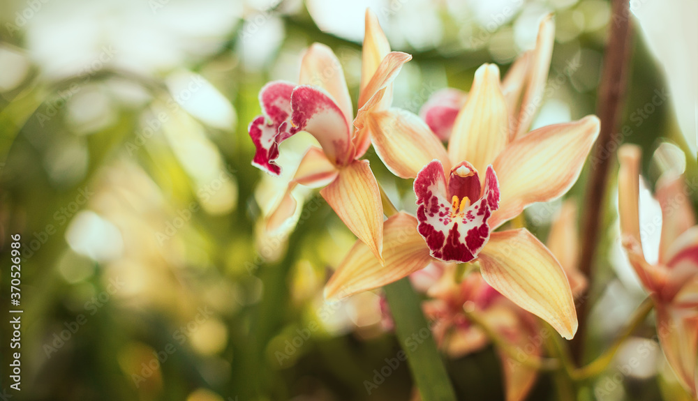 Obraz premium Colorful orchid close up