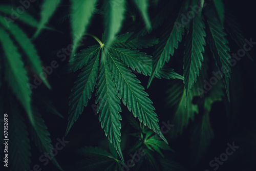 beautiful hemp plants background