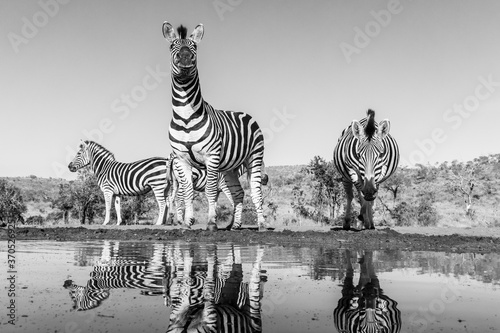 Three Burchell s Zebra approaching carefully a waterhole  photographed from a low-angle at the water s edge.