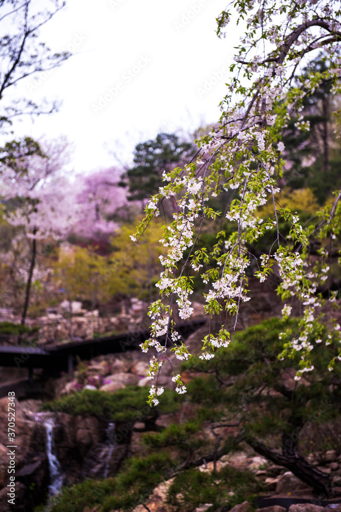 Beautiful white cherry blossom flower trees and early spring color trees background cloudy blue sky. Beautiful white cherry blossom flower trees and early spring color trees background cloudy blue sky.