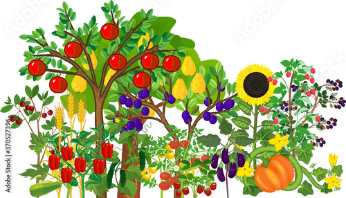 Different agriculture plants with ripe fruits and vegetables isolated on white background. Harvest time