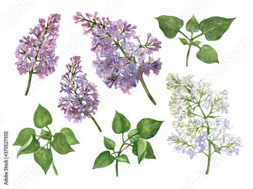 Lilac flowers and leaves. Botanical watercolor illustration. Set of elements isolated on a white background.