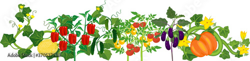 Different vegetable plants with ripe fruits isolated on white background. Harvest time