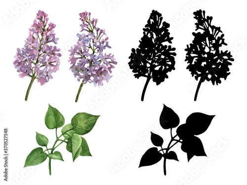 Floral set of elements for design, scrapbooking. Watercolor illustration of lilac flowers and leaves and black silhouettes isolated on white background.