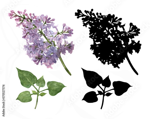 Watercolor lilac flowers and leaves and black silhouettes isolated on white background. Set of elements for design, scrapbooking.