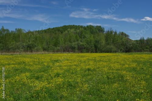 green field and blue sky