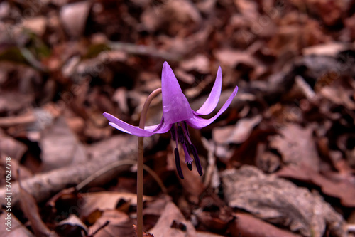 Dogtooth Violet.Erythronium Japonicum flower. photo