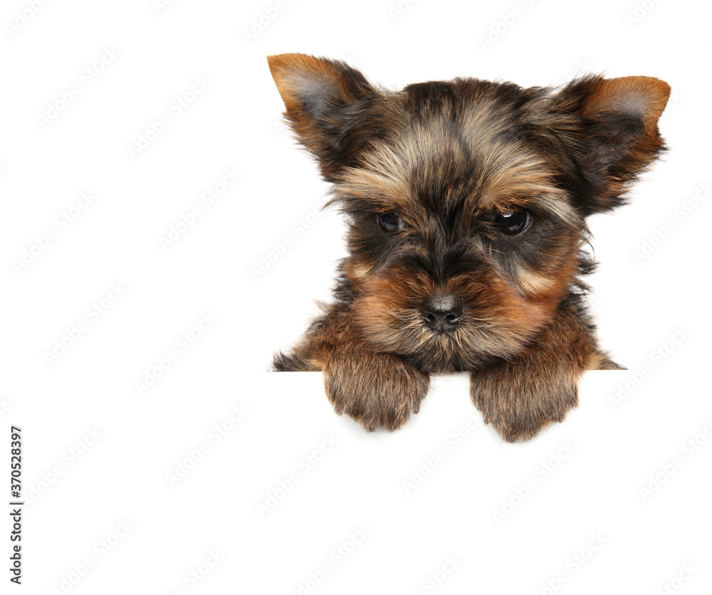 Yorkshire Terrier puppy above banner, Yorkshire Terrier puppy above banner,