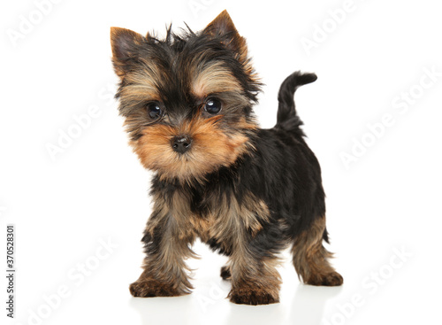 Yorkshire Terrier puppy