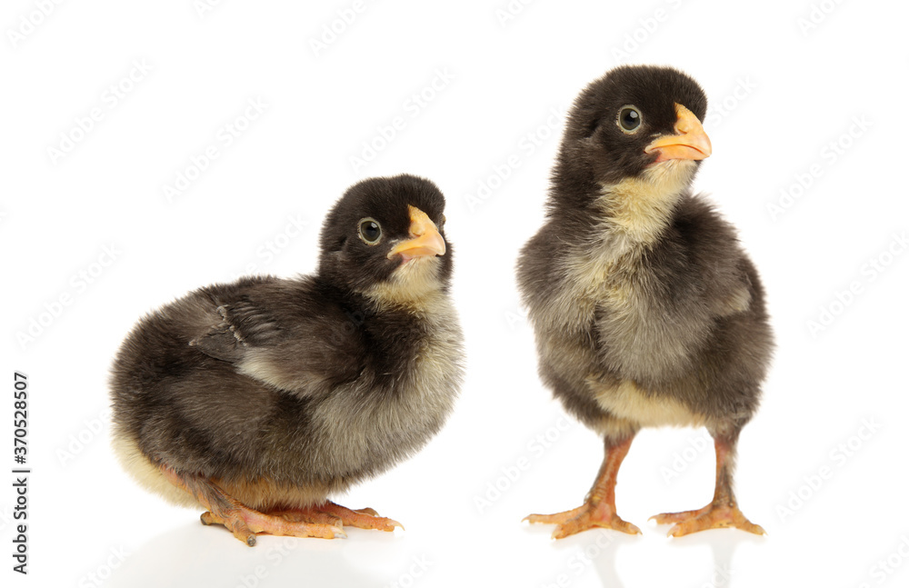 Two black chicks on a white background