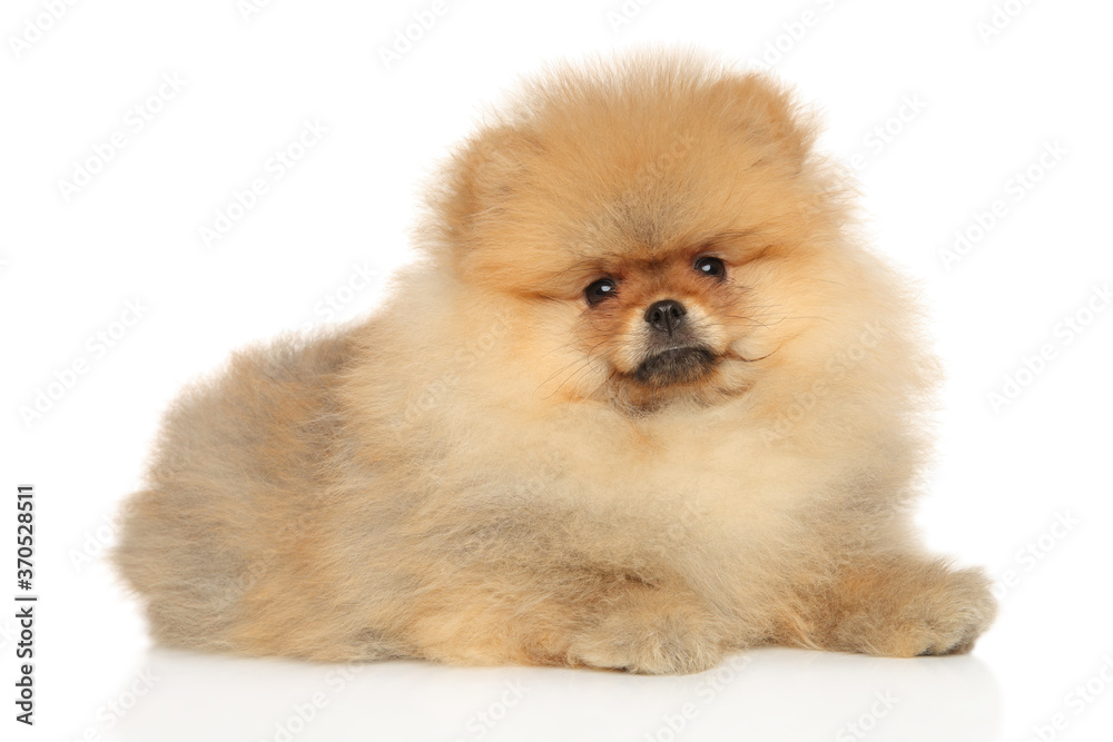 Pomeranian Spitz puppy lies on a white background Pomeranian Spitz puppy lies on a white background